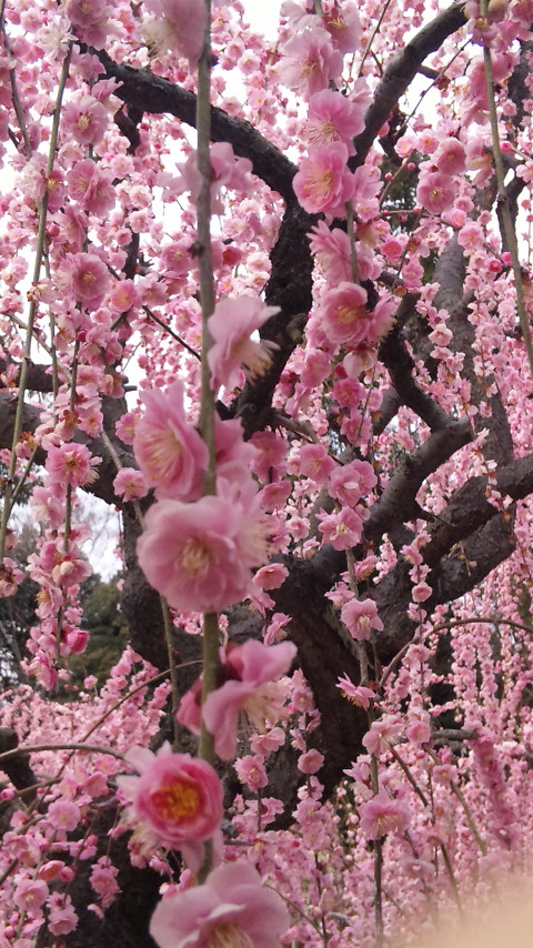 お習字教室の体験