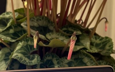 明日は・雪・雪・雪だって・