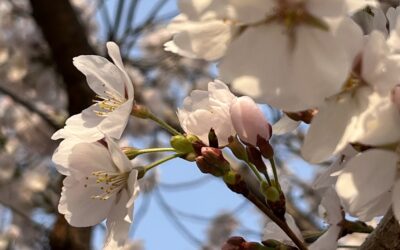 今朝の自然の中に